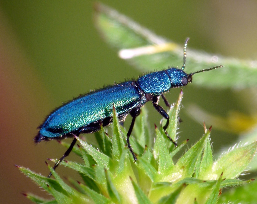 Psilothrix viridicoerulea con formichine Monomorium sp.